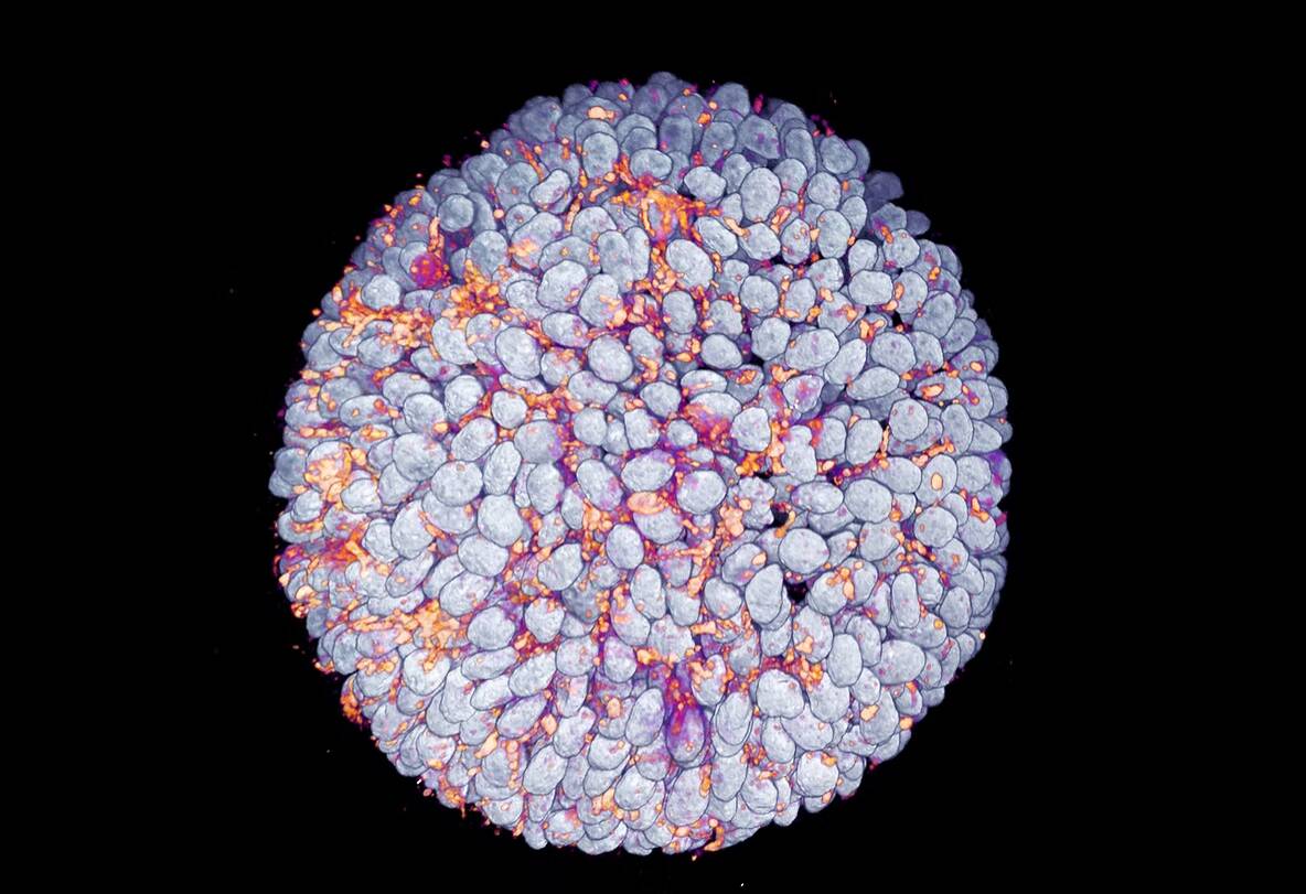 Tiny Revelations Expo photo of a cell