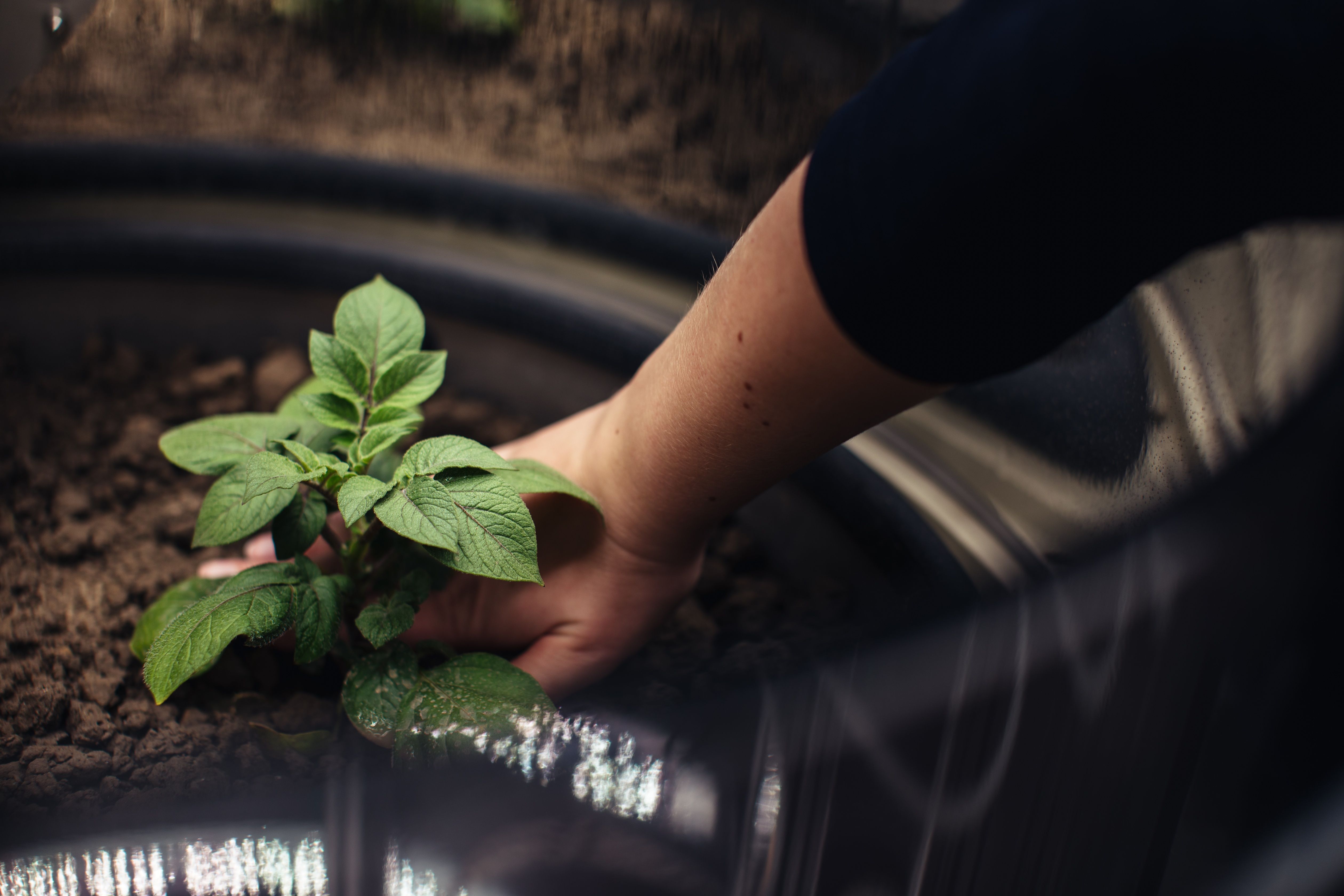 Een hand die een plantje poot