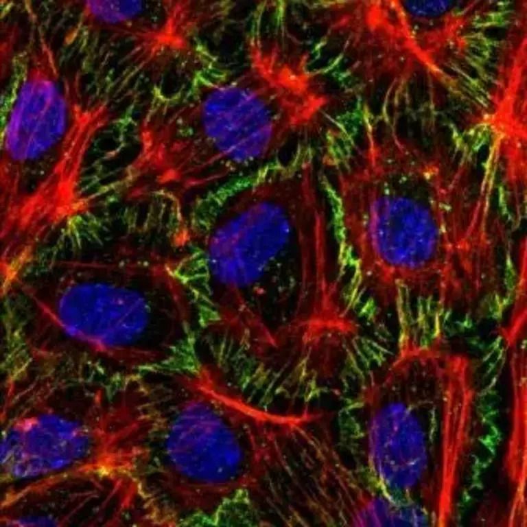 Close-up van stamcellen