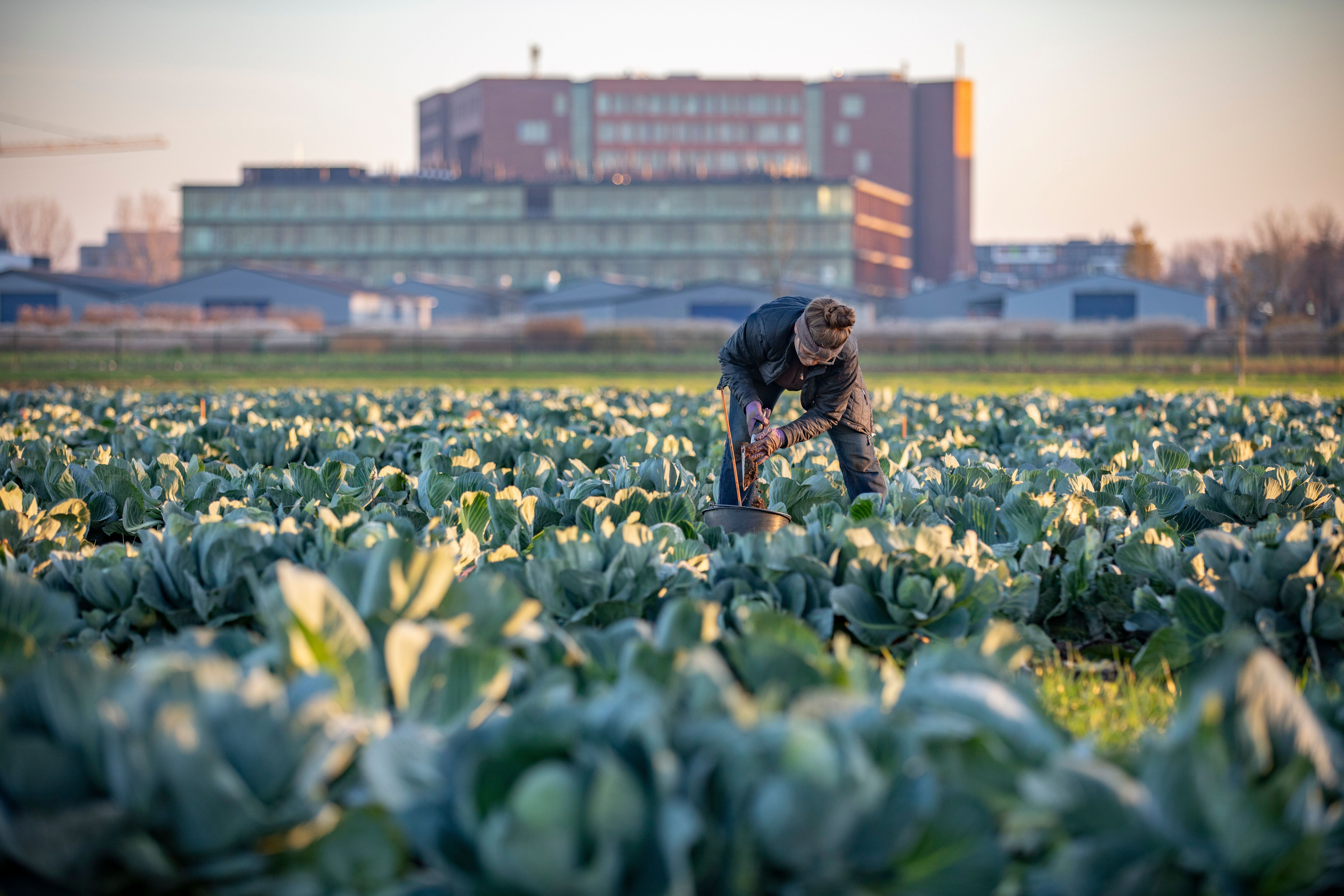 Vrouw staat aarde te scheppen in een veld met groente