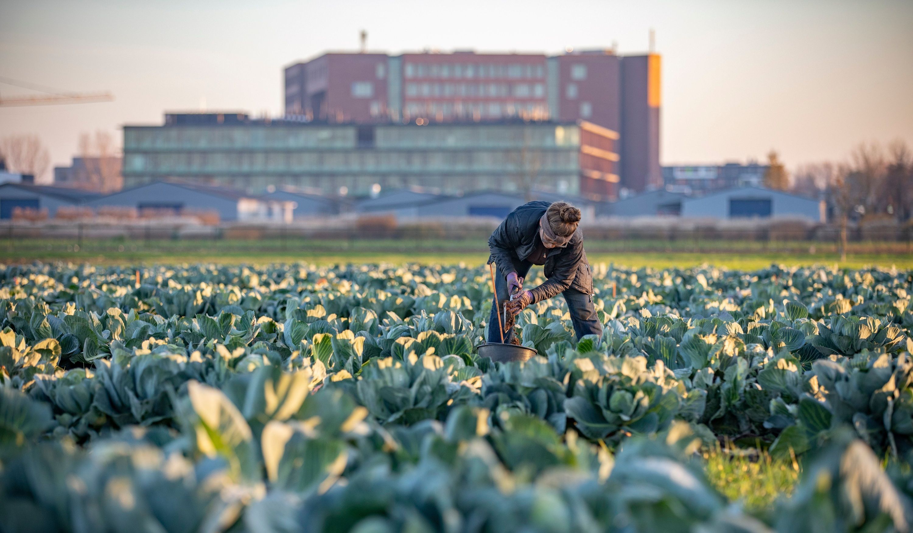 Vrouw staat aarde te scheppen in een veld met groente