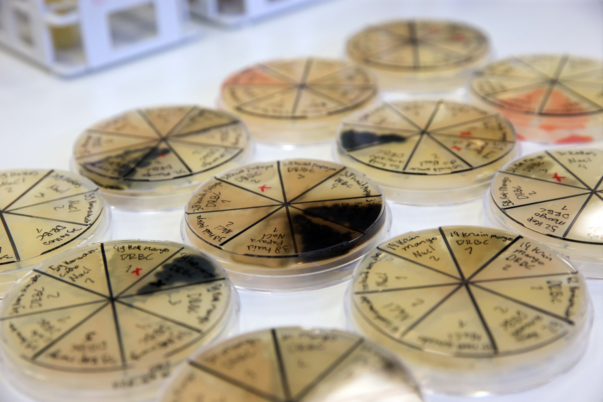 Westerdijk Institute Killer Fungi